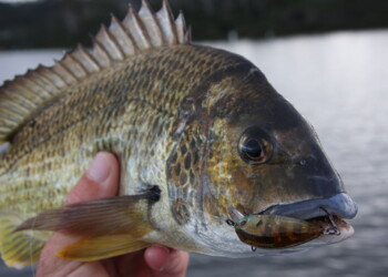 Secret creeks and big bream